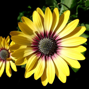 african daisy - Gardening Plants And Flowers