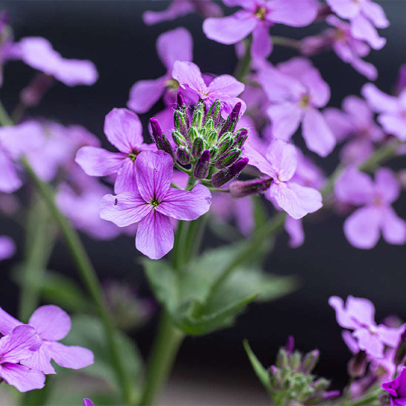 dame's rocket flowers - Gardening Plants And Flowers