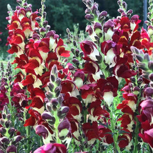 snapdragon day and night - Gardening Plants And Flowers