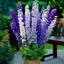 Load image into Gallery viewer, delphinium seeds - Gardening Plants And Flowers