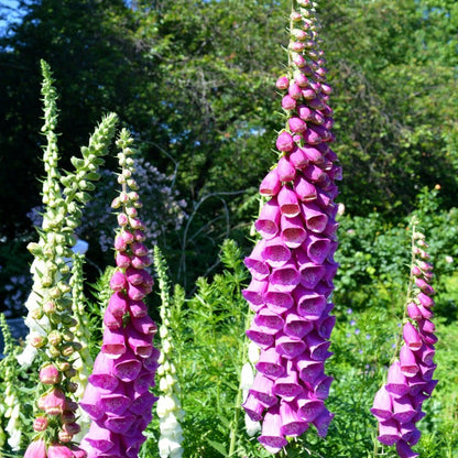 foxglove seeds - Gardening Plants And Flowers