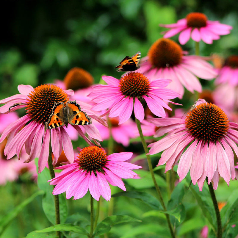 echinacea purpurea - Gardening Plants And Flowers