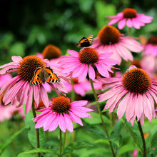 Load image into Gallery viewer, echinacea purpurea - Gardening Plants And Flowers