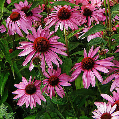 echinacea - Gardening Plants And Flowers