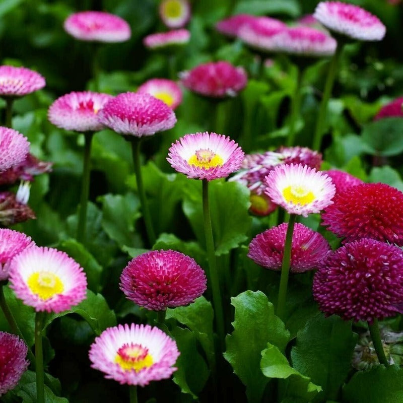 English Daisy Rose Bellis Perennis Super Enorma Seeds