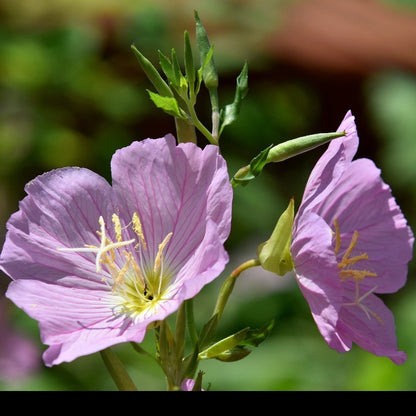 perennials - Gardening Plants And Flowers