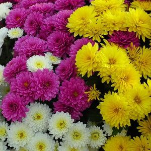 Chrysanthemum Perennial Flower - Gardening Plants And Flowers