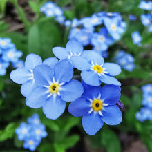 Load image into Gallery viewer, forget me not seeds - Gardening Plants And Flowers