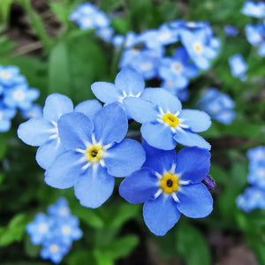 forget me not seeds - Gardening Plants And Flowers