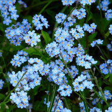 Load image into Gallery viewer, forget me not flowers - Gardening Plants And Flowers