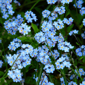 forget me not flowers - Gardening Plants And Flowers