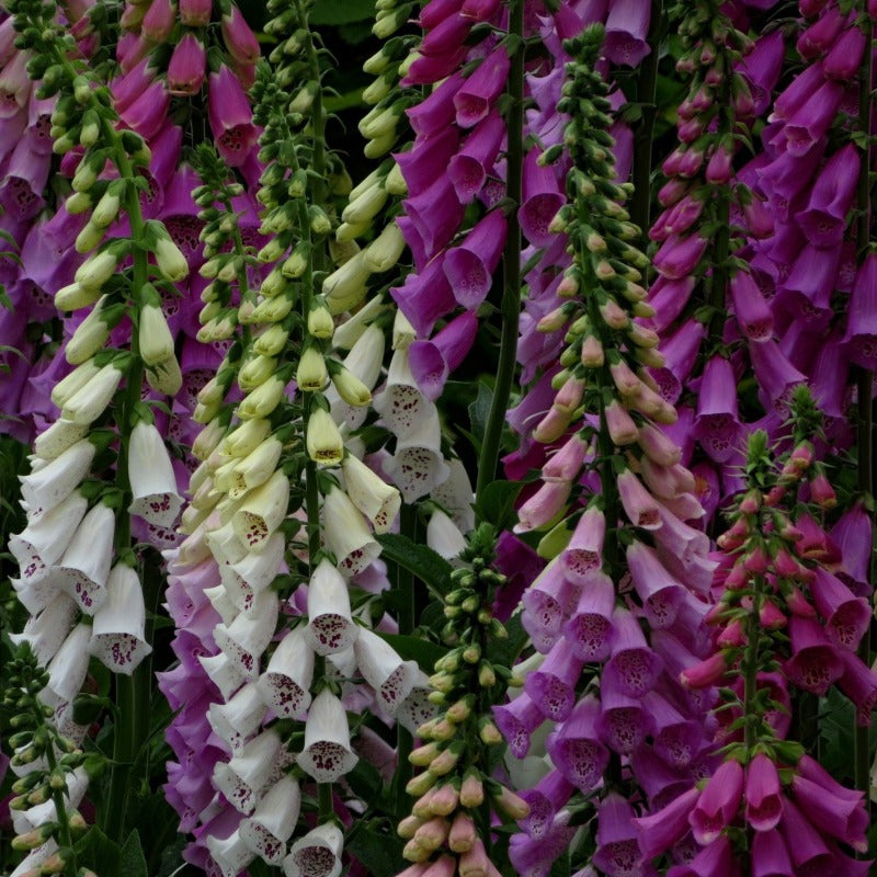 foxglove flower - Gardening Plants And Flowers