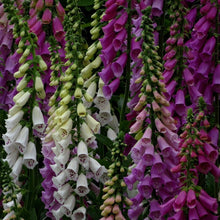 Load image into Gallery viewer, foxglove flower - Gardening Plants And Flowers