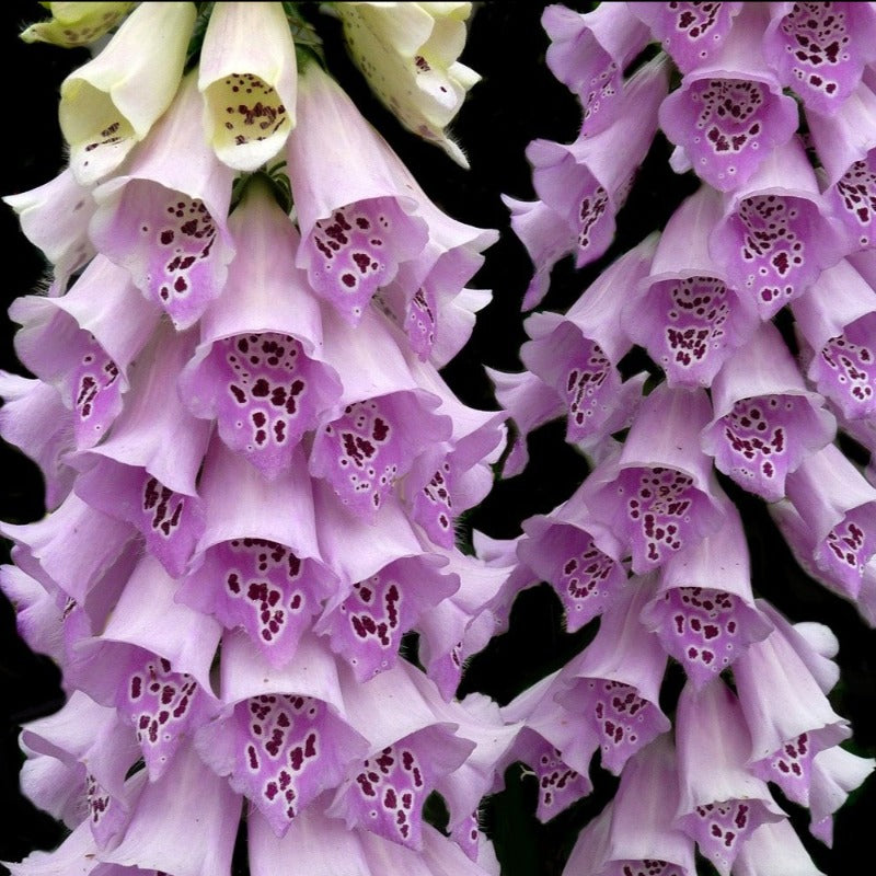 digitalis purpurea - Gardening Plants And Flowers