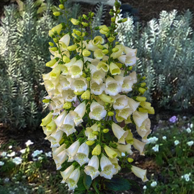 foxglove perennial - Gardening Plants And Flowers