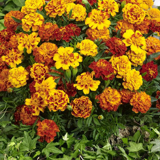 french marigolds - Gardening Plants And Flowers