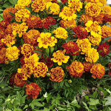 Load image into Gallery viewer, french marigolds - Gardening Plants And Flowers