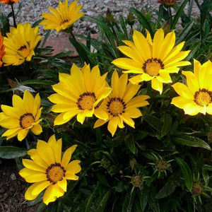 gazania flower - Gardening Plants And Flowers