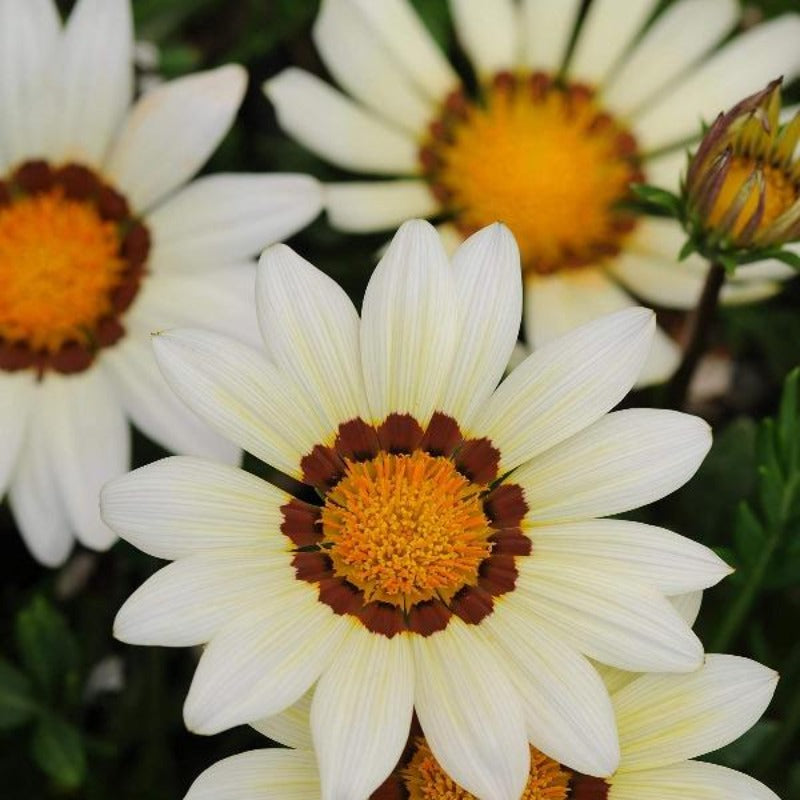 gazania seeds - Gardening Plants And Flowers