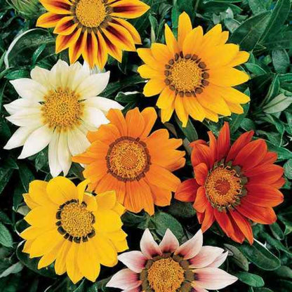 gazania splendens - Gardening Plants And Flowers