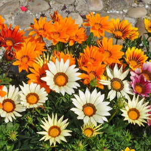 gazania seed - Gardening Plants And Flowers