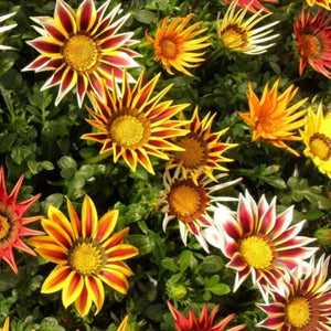 gazania - Gardening Plants And Flowers