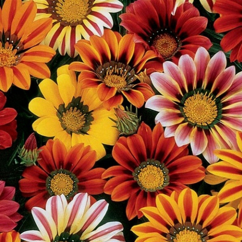 gazania seeds - Gardening Plants And Flowers