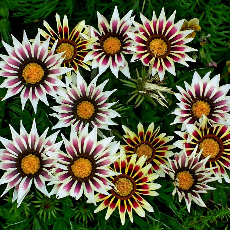 gazania rigens - Gardening Plants And Flowers