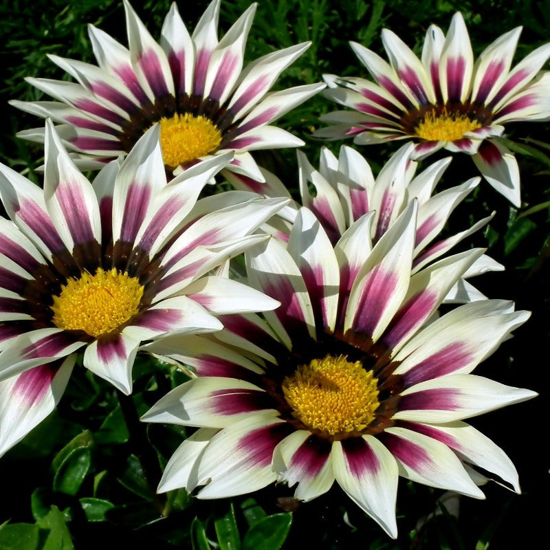 gazania seeds - Gardening Plants And Flowers