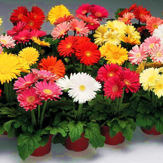 gerbera seeds - Gardening Plants And Flowers