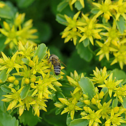 gold moss seeds - Gardening Plants And Flowers