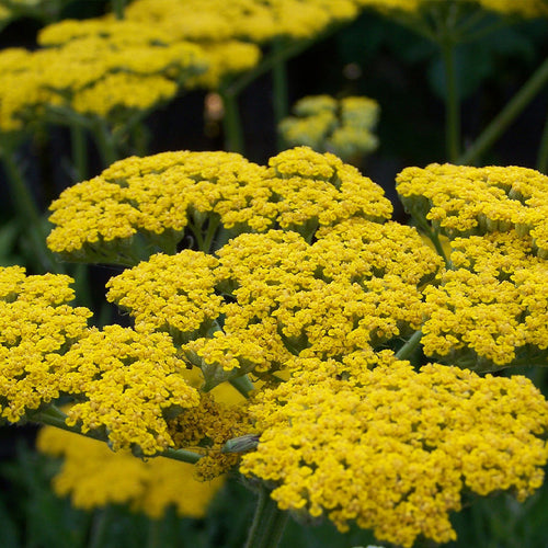 gold yarrow - Gardening Plants And Flowers