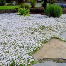 Load image into Gallery viewer, white ground cover - Gardening Plants And Flowers
