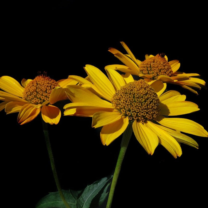 heliopsis helianthoides scabra - Gardening Plants And Flowers