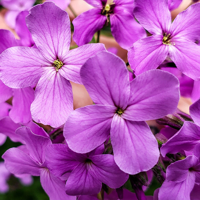 hesperis matronalis - Gardening Plants And Flowers