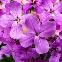 Load image into Gallery viewer, hesperis matronalis - Gardening Plants And Flowers