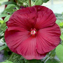 Load image into Gallery viewer, hibiscus luna red - Gardening Plants And Flowers