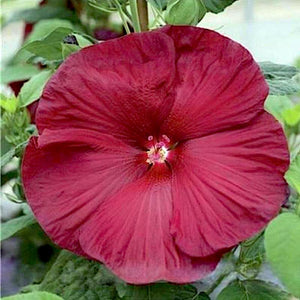 hibiscus luna red - Gardening Plants And Flowers