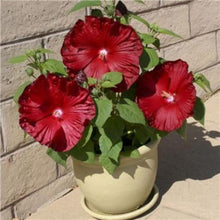 Load image into Gallery viewer, hibiscus luna rose - Gardening Plants And Flowers
