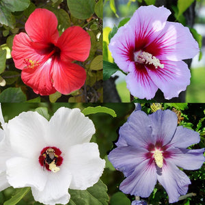 Hibiscus - Gardening Plants And Flowers