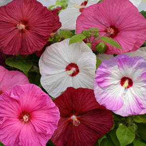 hibiscus luna mix - Gardening Plants And Flowers