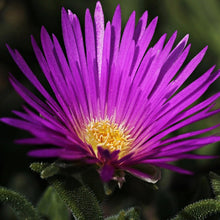 Load image into Gallery viewer, livingstone daisy - Gardening Plants And Flowers