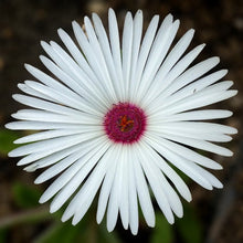 Load image into Gallery viewer, ice plant - Gardening Plants And Flowers