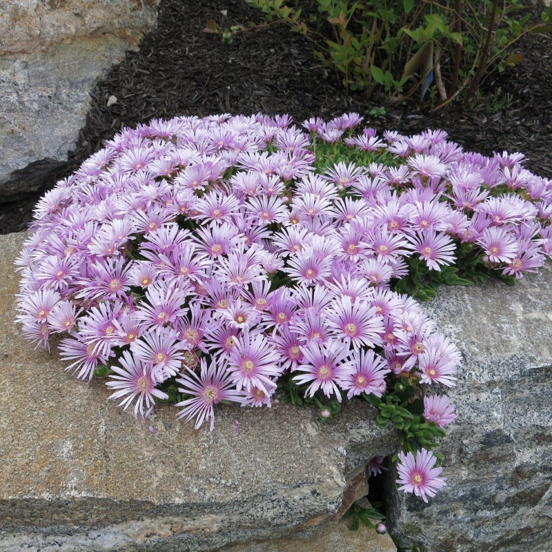 ice plant seeds perennial Ice Plant Seeds