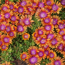 Load image into Gallery viewer, livingstone daisy - Gardening Plants And Flowers