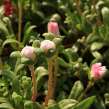 Load image into Gallery viewer, ice plant ground cover - Gardening Plants And Flowers