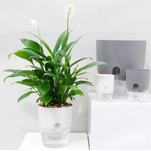 indoor self watering plant pots - Gardening Plants And Flowers
