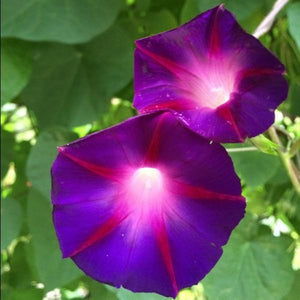 ipomoea purpurea - Gardening Plants And Flowers