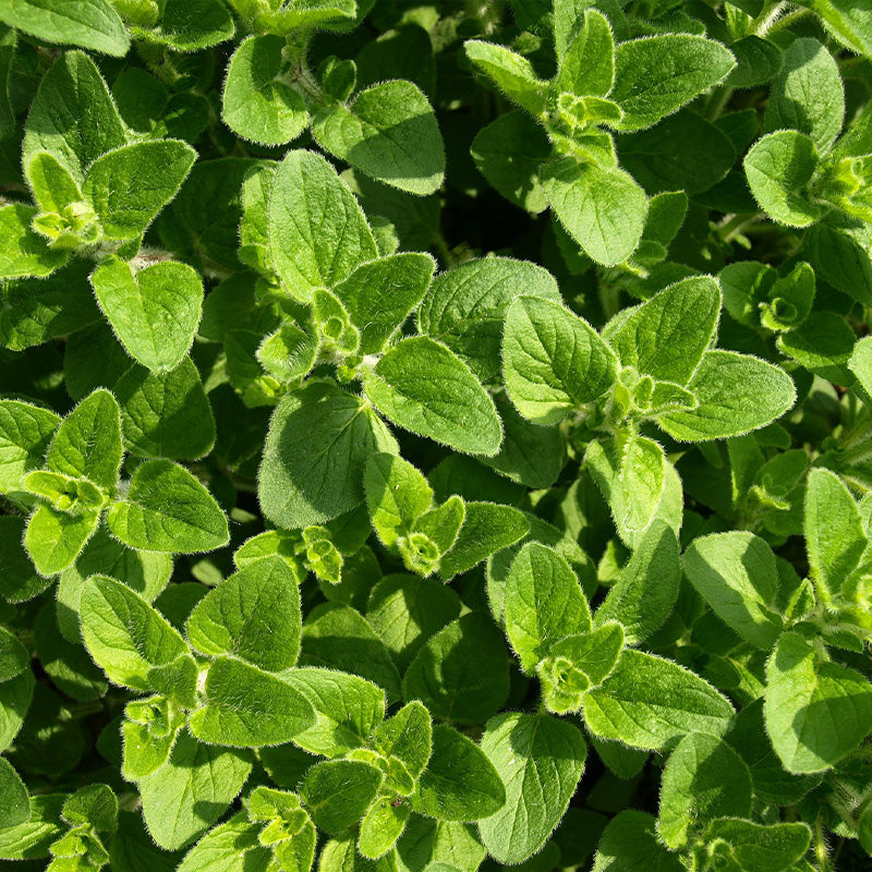 italian oregano - Gardening Plants And Flowers