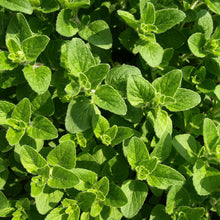 Load image into Gallery viewer, italian oregano - Gardening Plants And Flowers